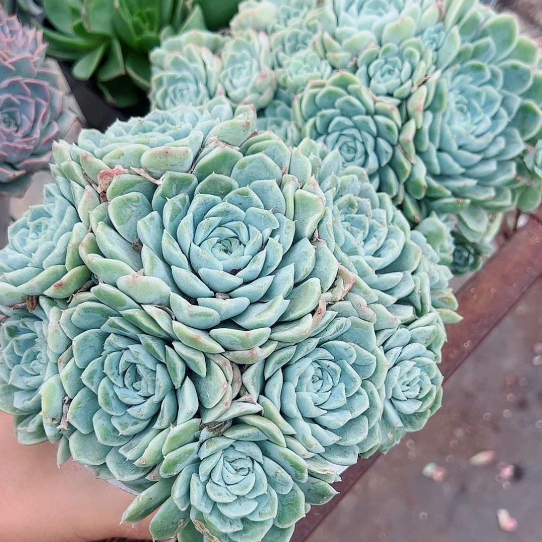 白月影多头造型精控二盆