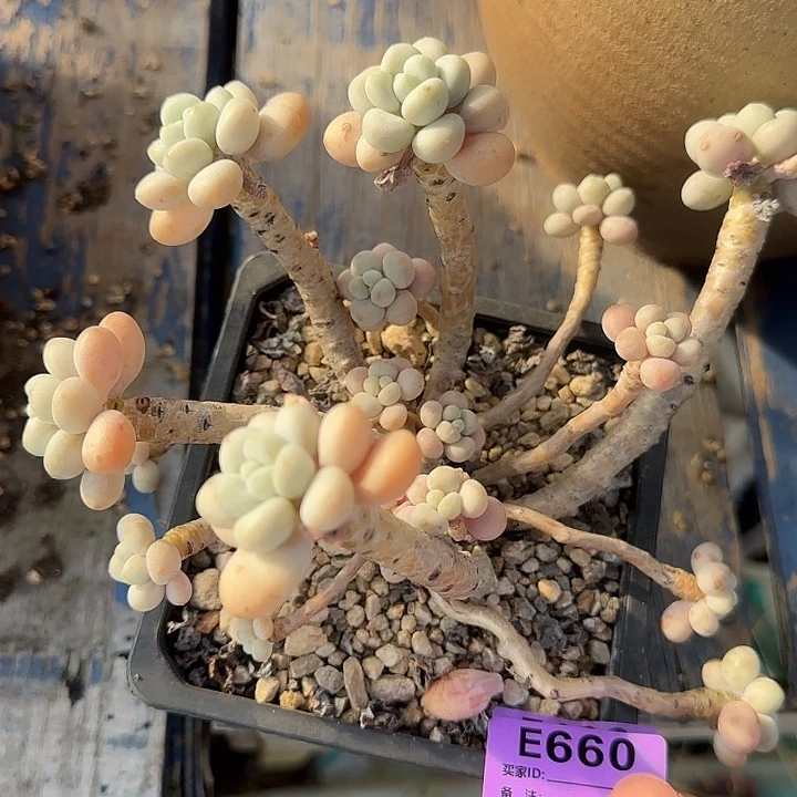 达芙妮660 多肉植物一物一拍
