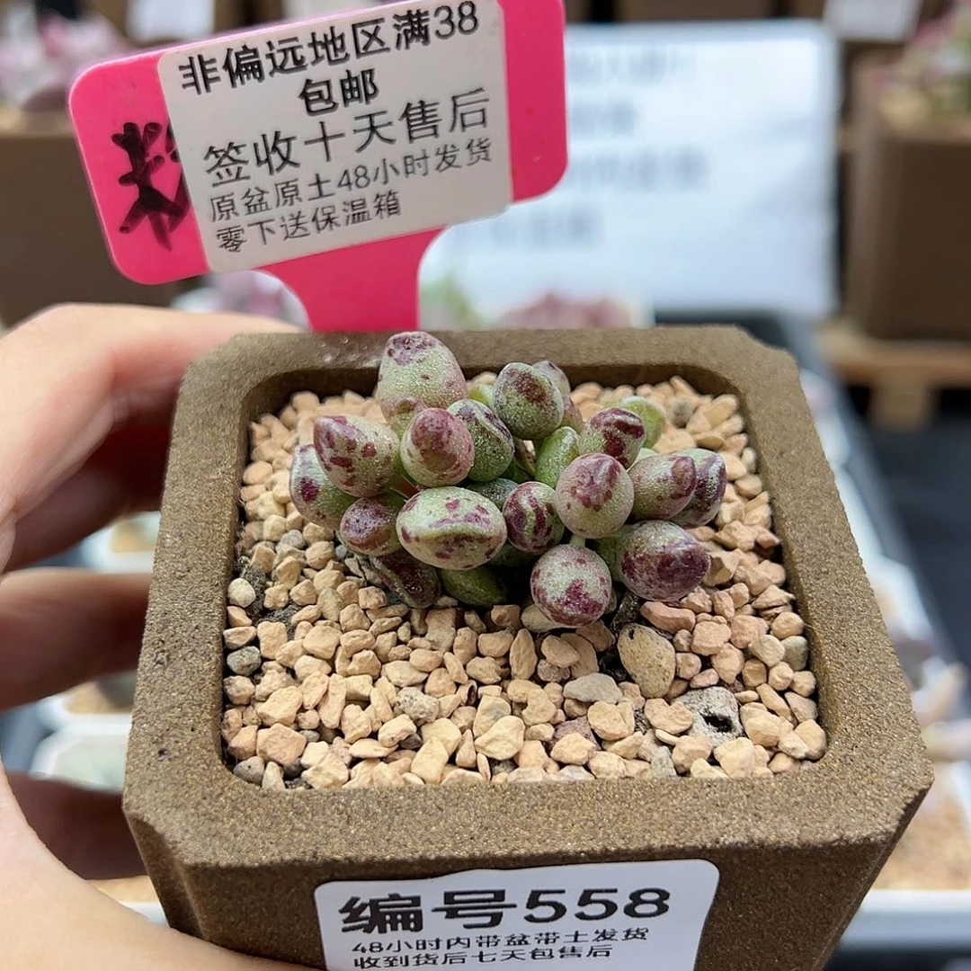558鼓锤多肉植物