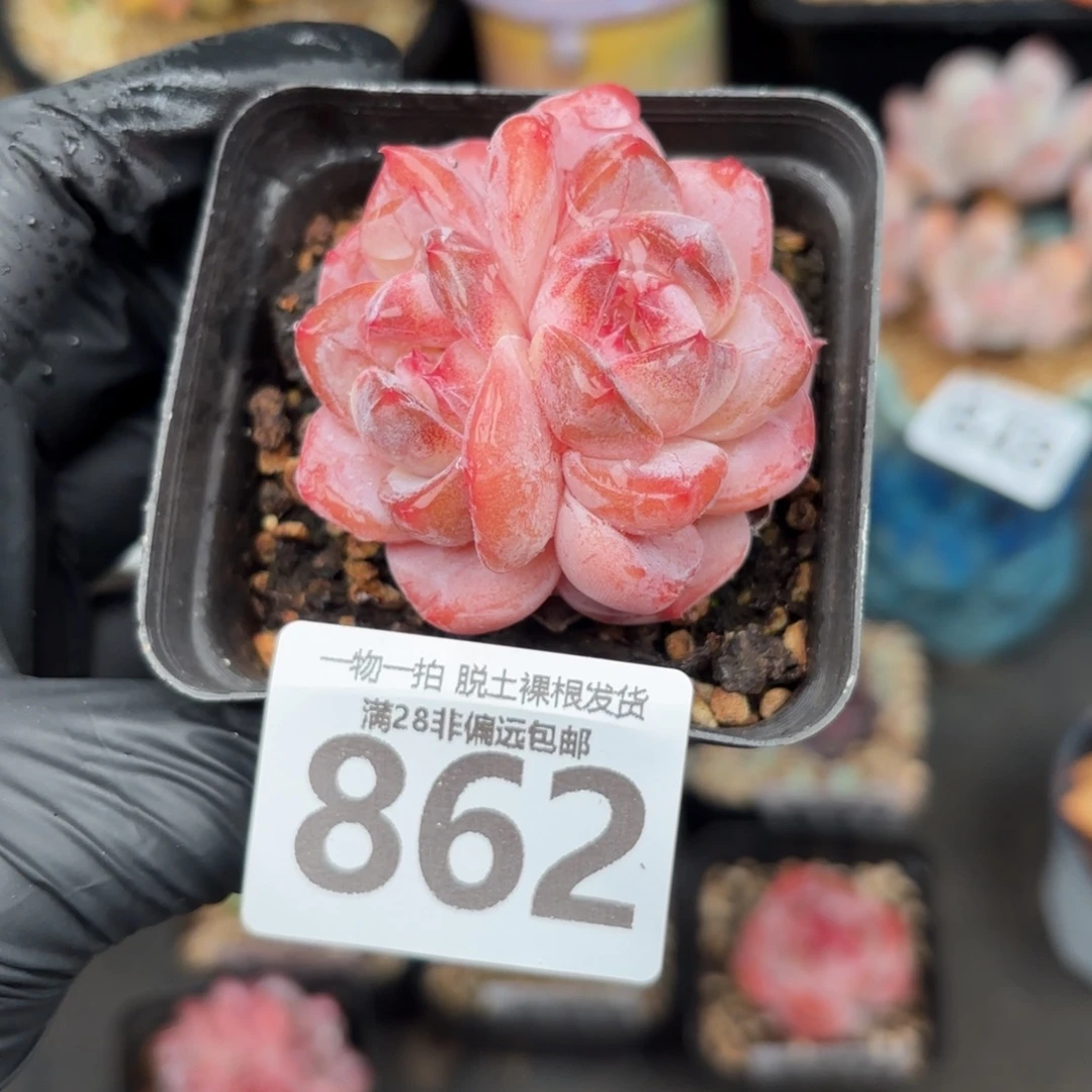 黛玉多肉无盆土发货