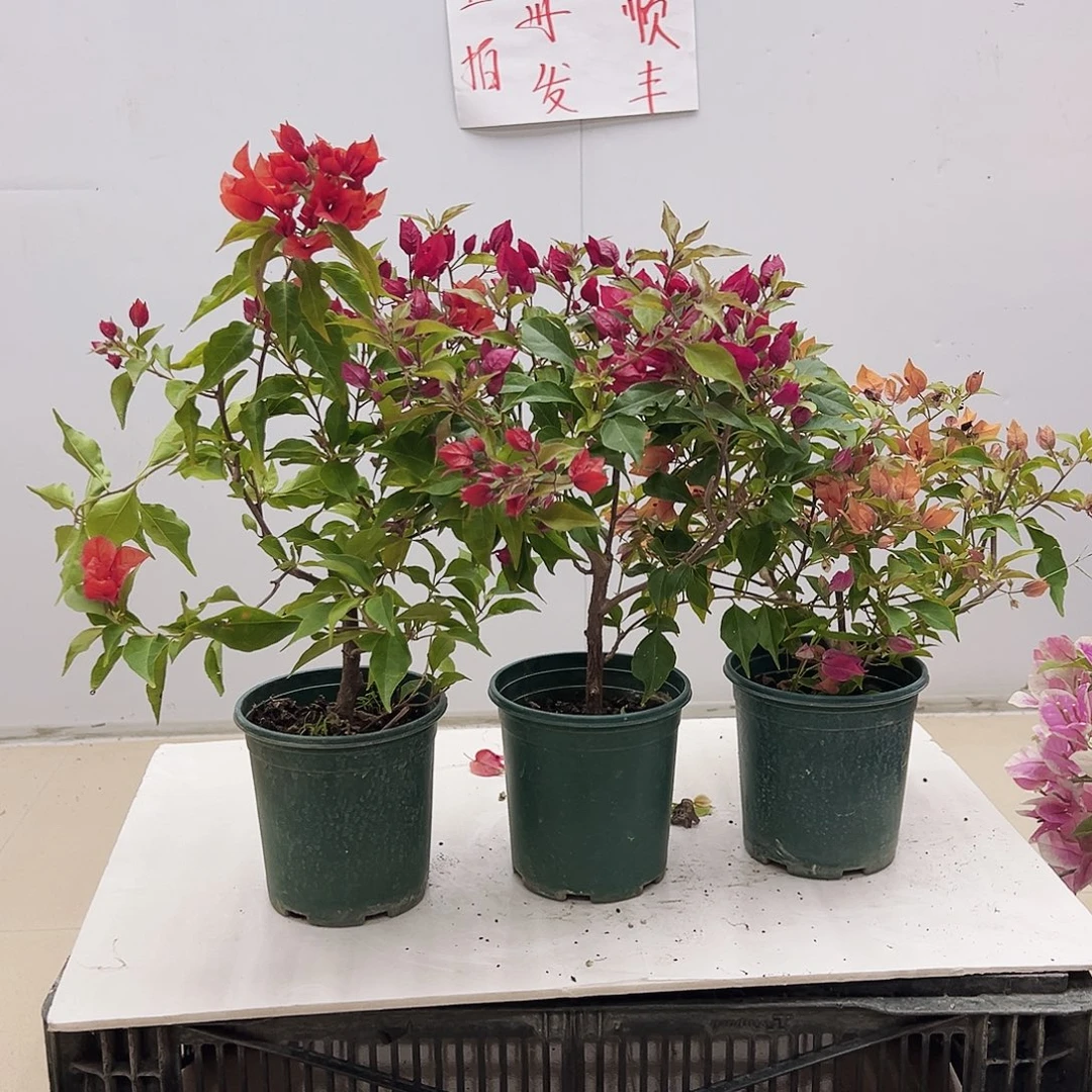大部分花苞少量开放红桑巴，紫桑巴，橙桑巴组合