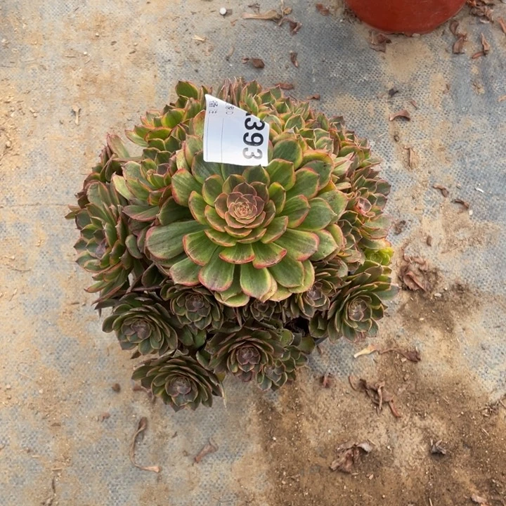 多肉半夏法师393