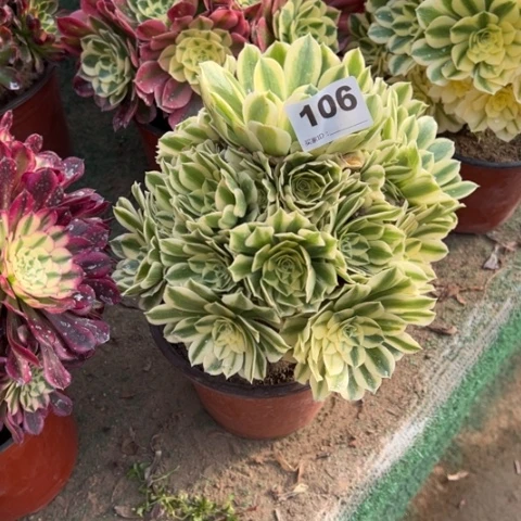 106迈巴赫手捧多肉，