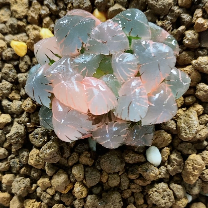 【闪购商品】59ob冰灯玉露锦
