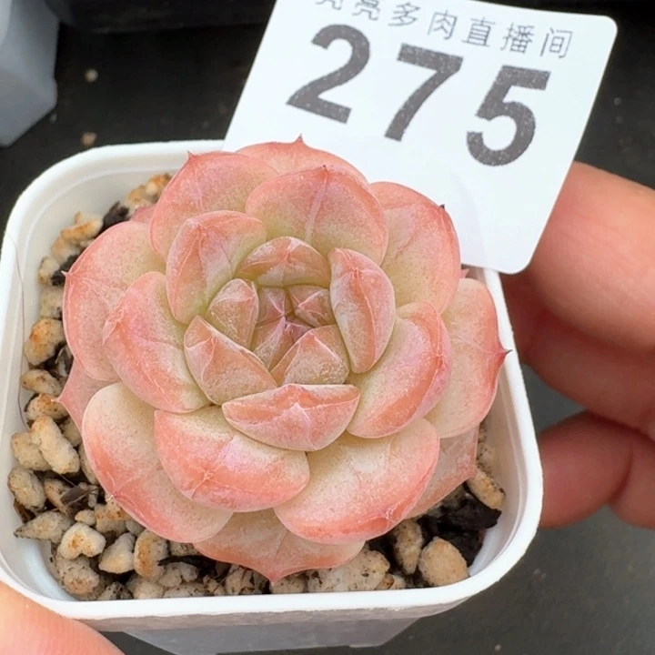 -***y美心            多肉植物