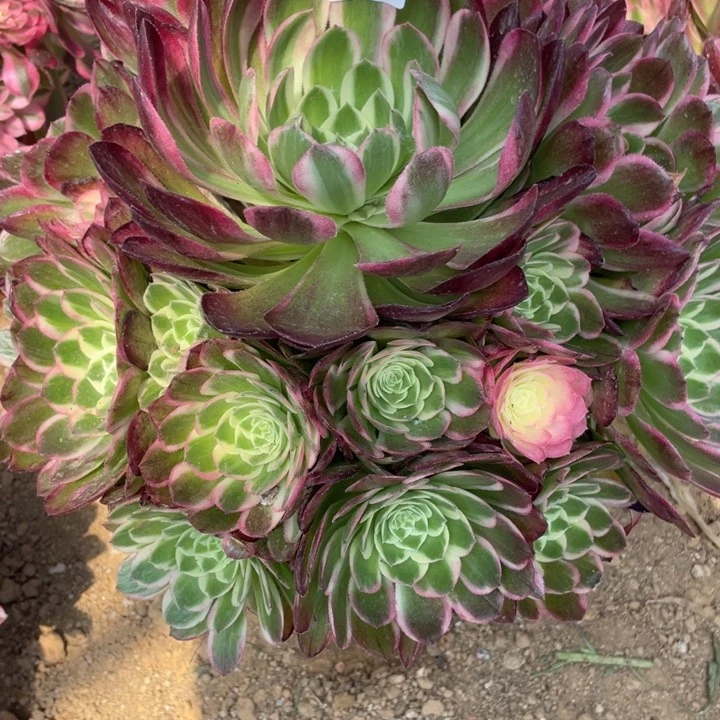 823多肉植物海王