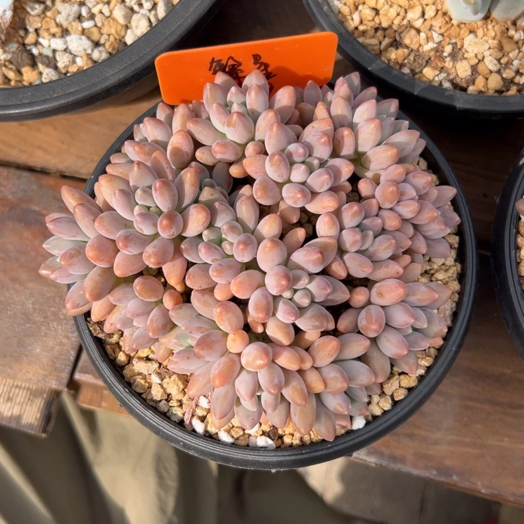 繁***w特价星黛露11111111111111