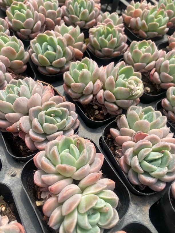 【一颗包邮】65厘米雪媚娘多肉精控老桩群生植物精品绿植新手