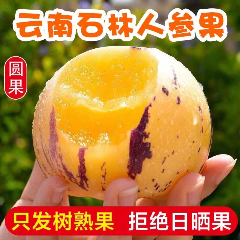 云南石林树上熟黄肉圆果果新鲜清甜多汁应季水果