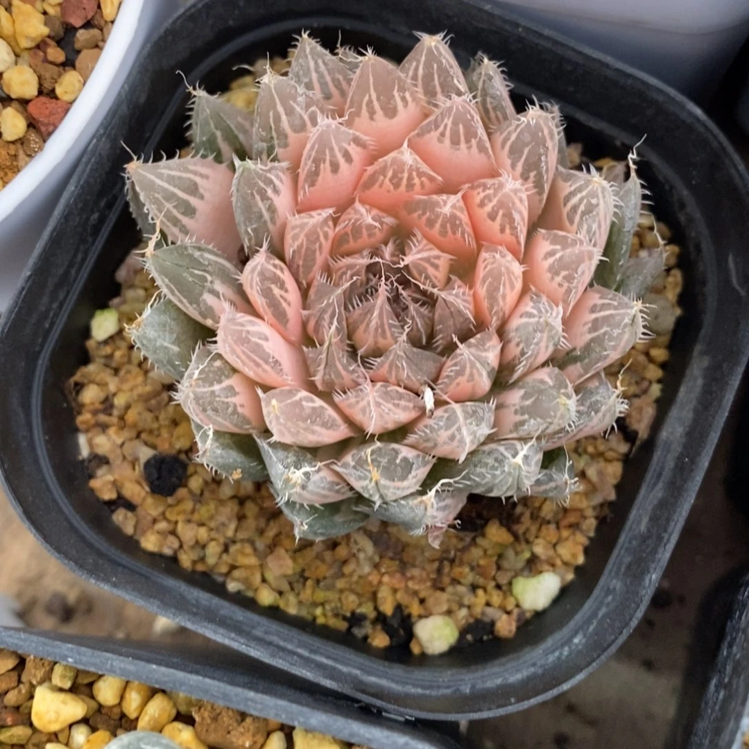 一颗实生原始糊斑玉露锦