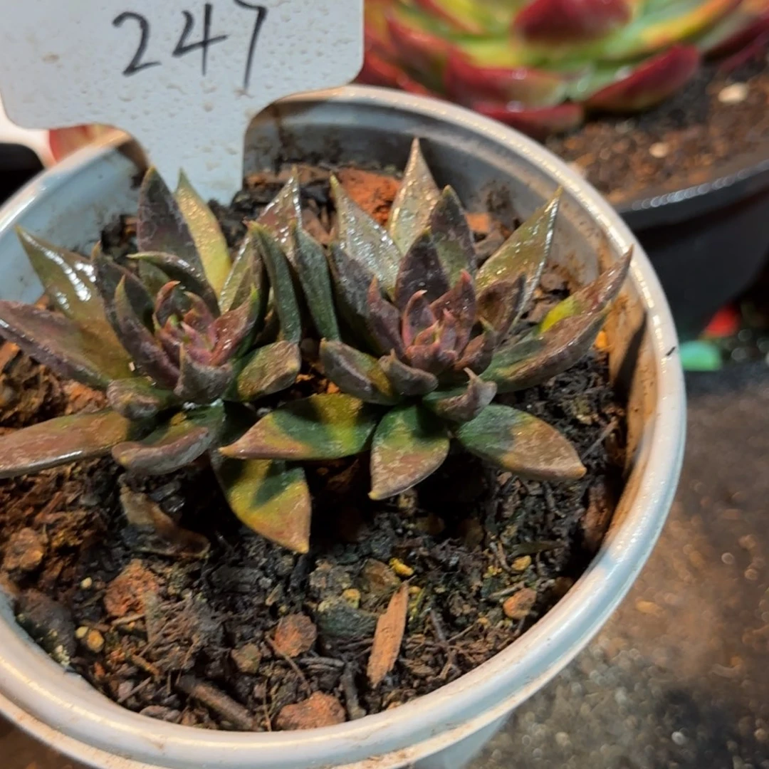 黑骑士惊鸿一物一拍包装收缩花旱247