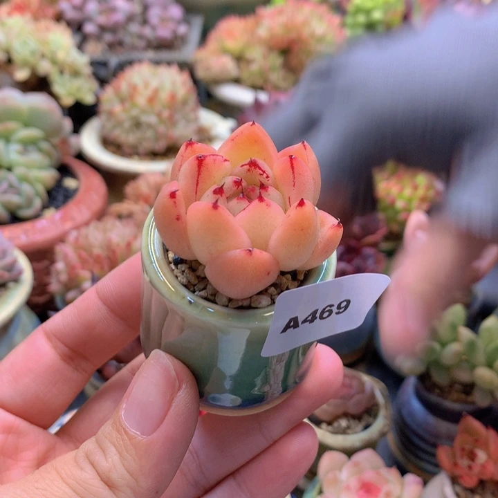 一物一拍含盆土满38包邮A469