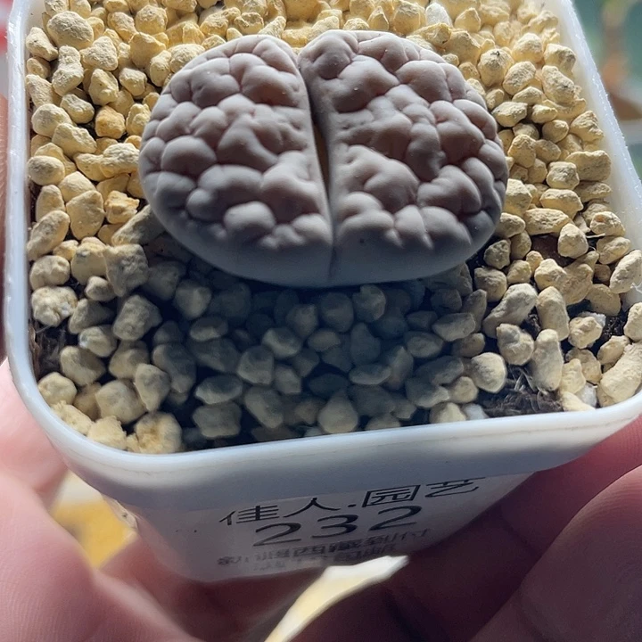 家人园艺多肉生石花189荒232