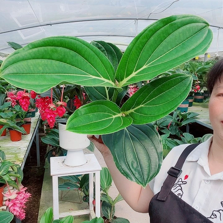 ?****子宝莲灯开花开花