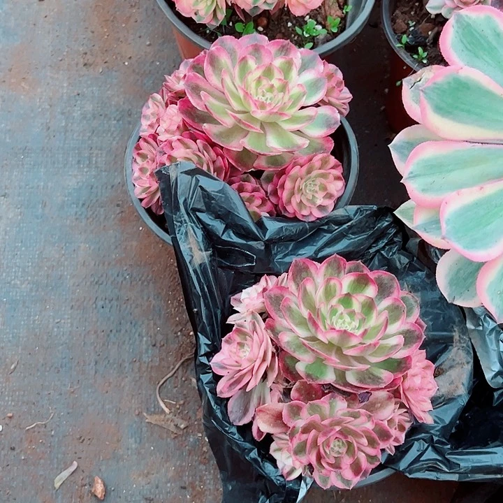 荔枝群多肉植物大战