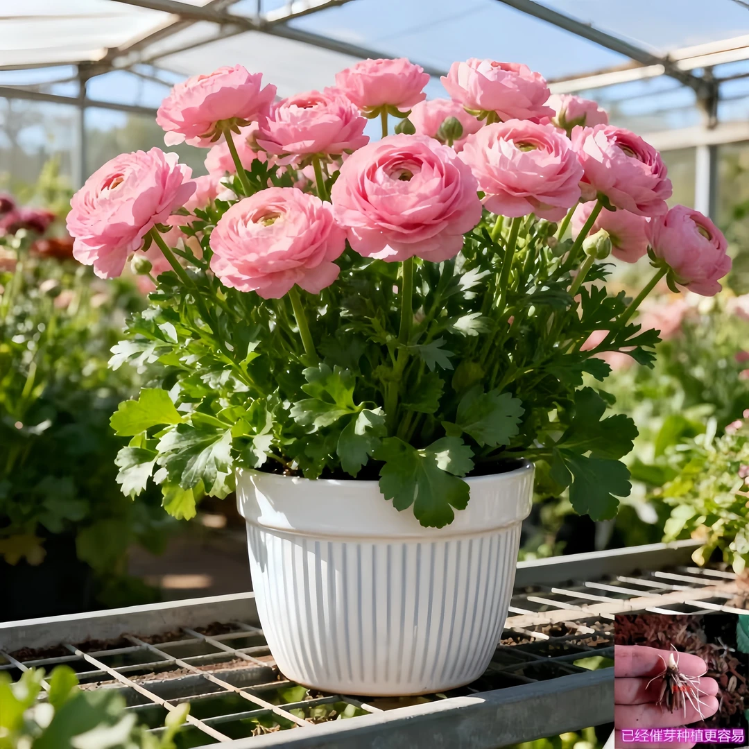 带芽重瓣花毛茛种球根芹菜花洋牡丹花卉盆栽易种植多年生草本花卉