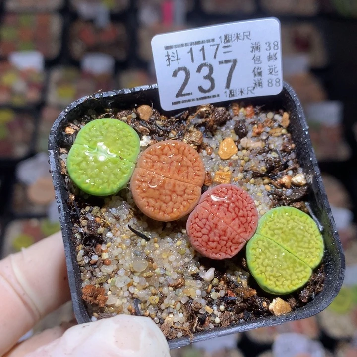 精品生石花117.237