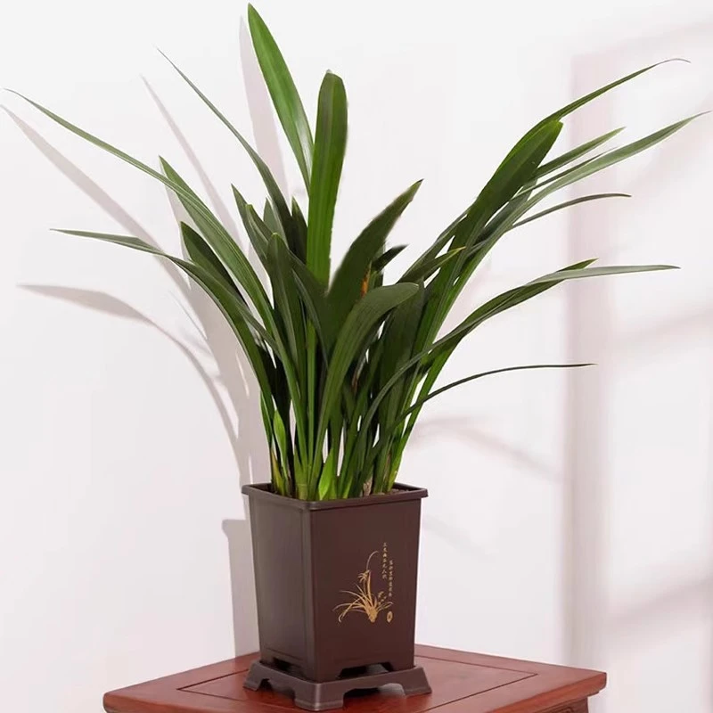 【墨兰】国兰兰花花卉盆栽室内阳台浓香绿植物金边企黑四季耐寒好养