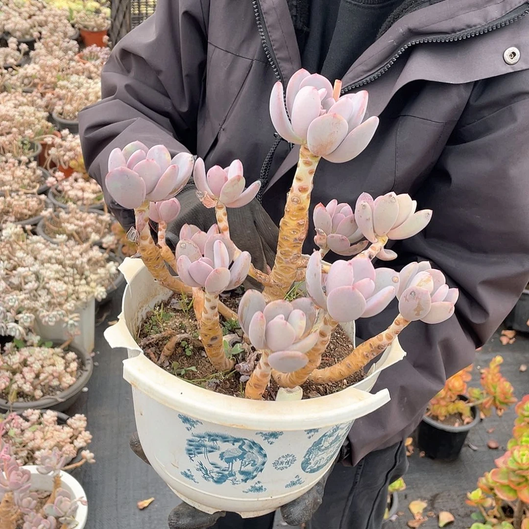 墨西哥美人19.8米 量拍多肉