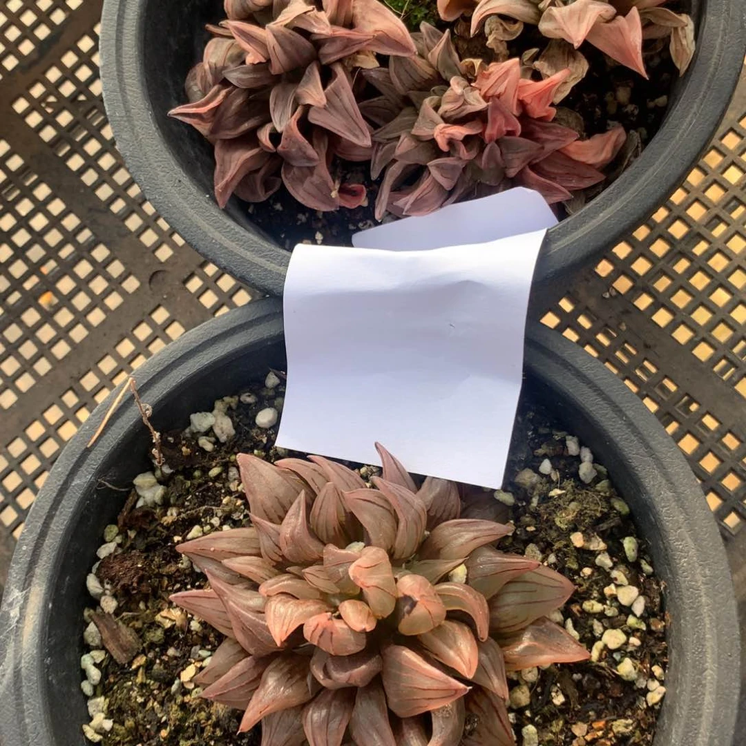 2424。两颗西瓜寿。福利。