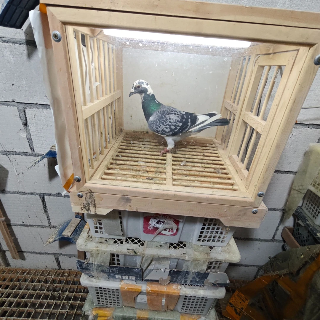 信鸽赛鸽成绩鸽脚环（一物一拍实际以直播展示为准）