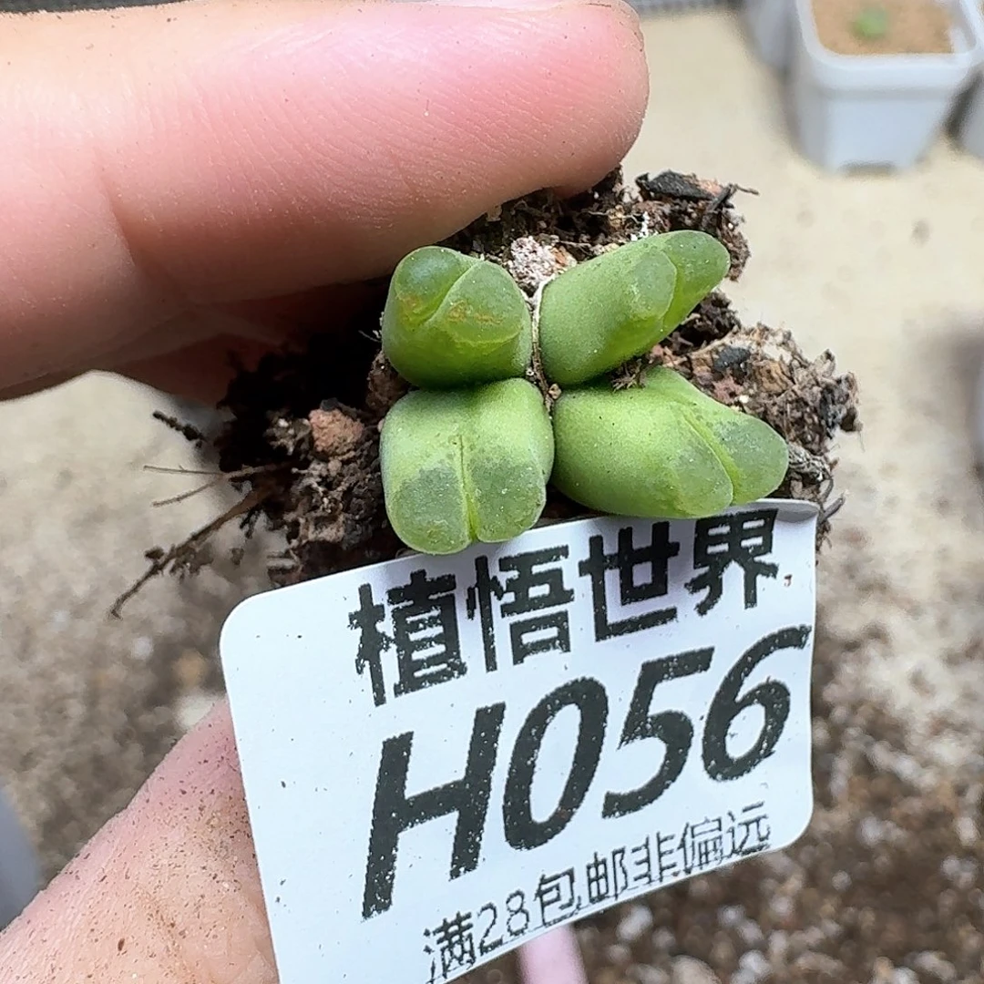 多肉植物的动作df