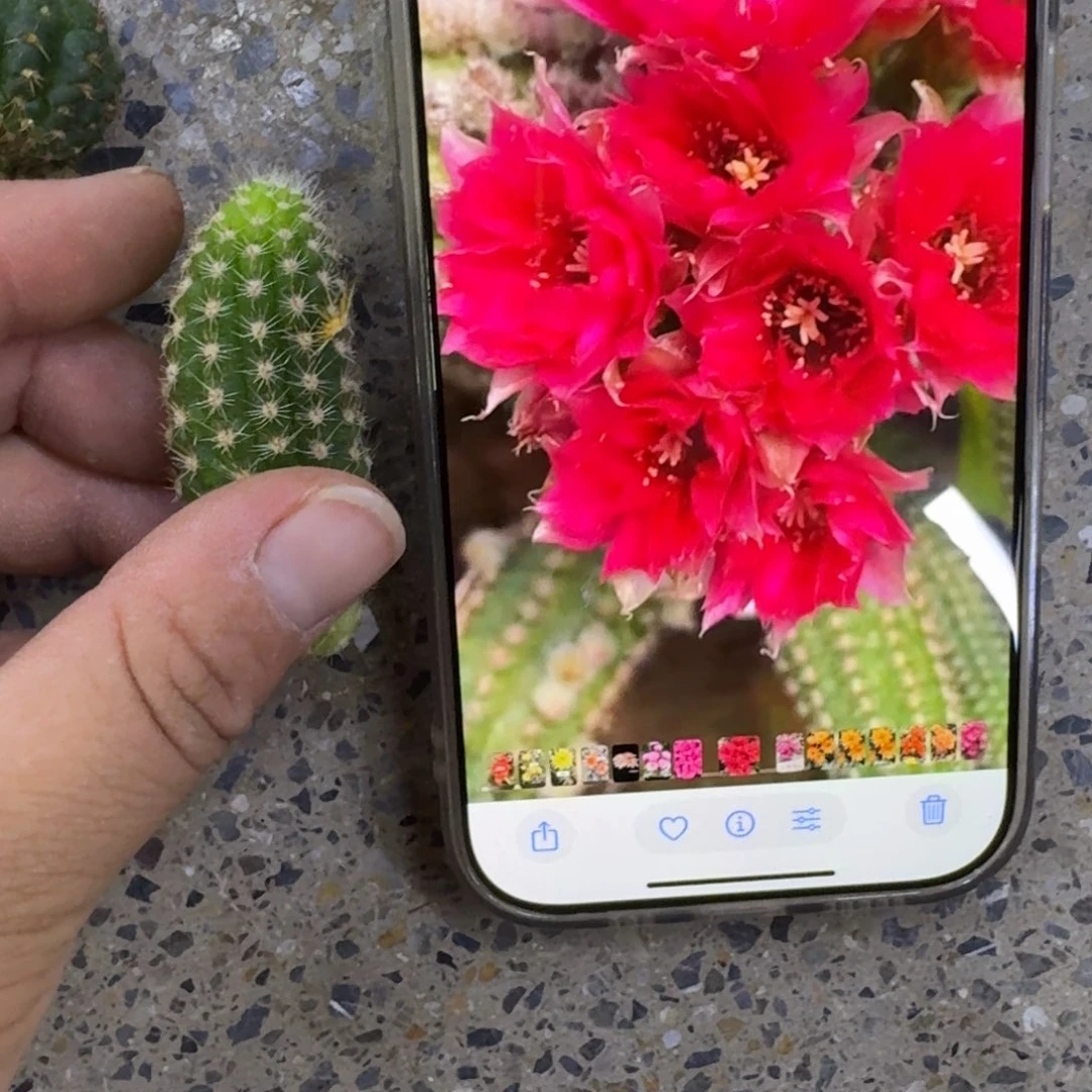 257白檀品红无根侧牙2个，20包邮