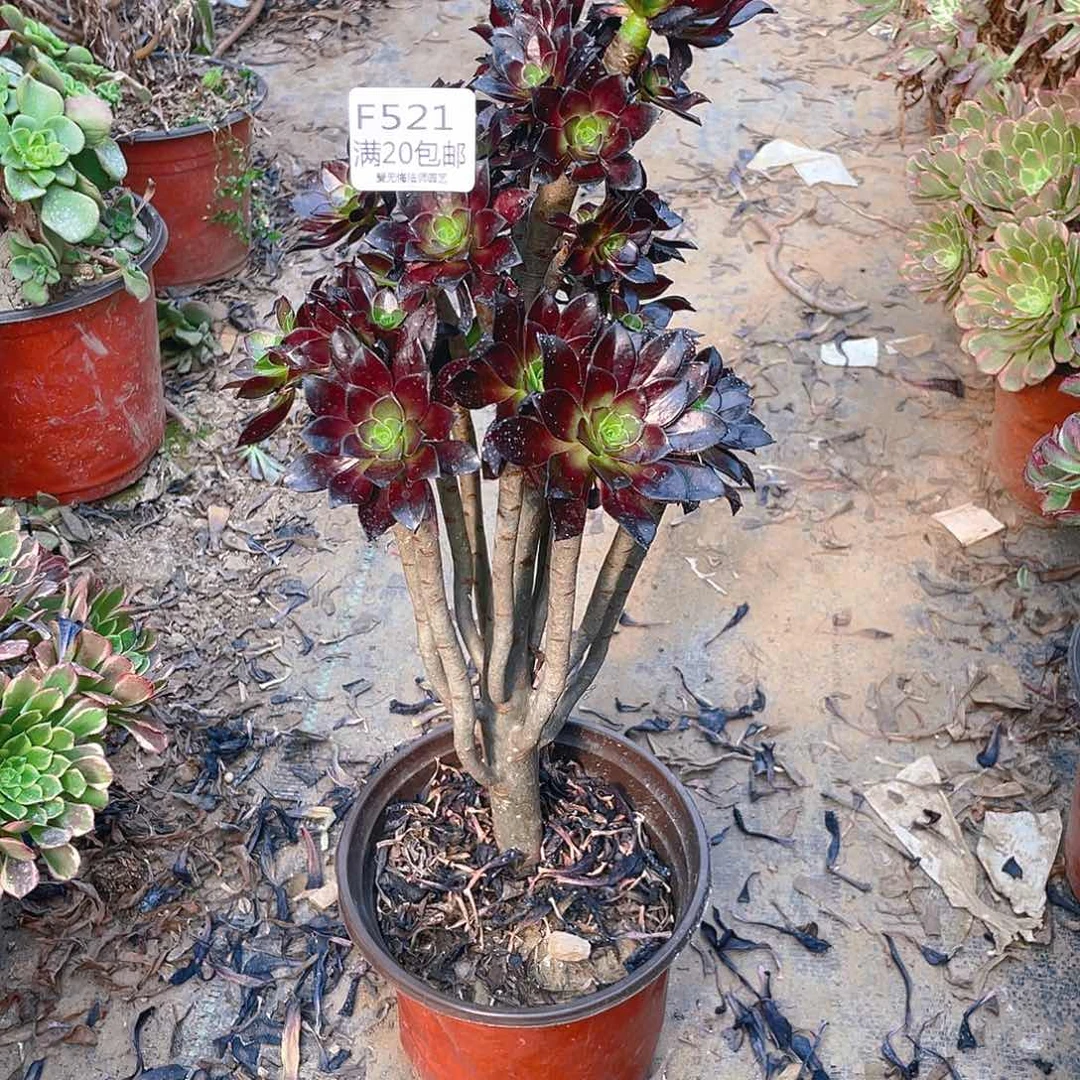 521黑法师多肉小损不包