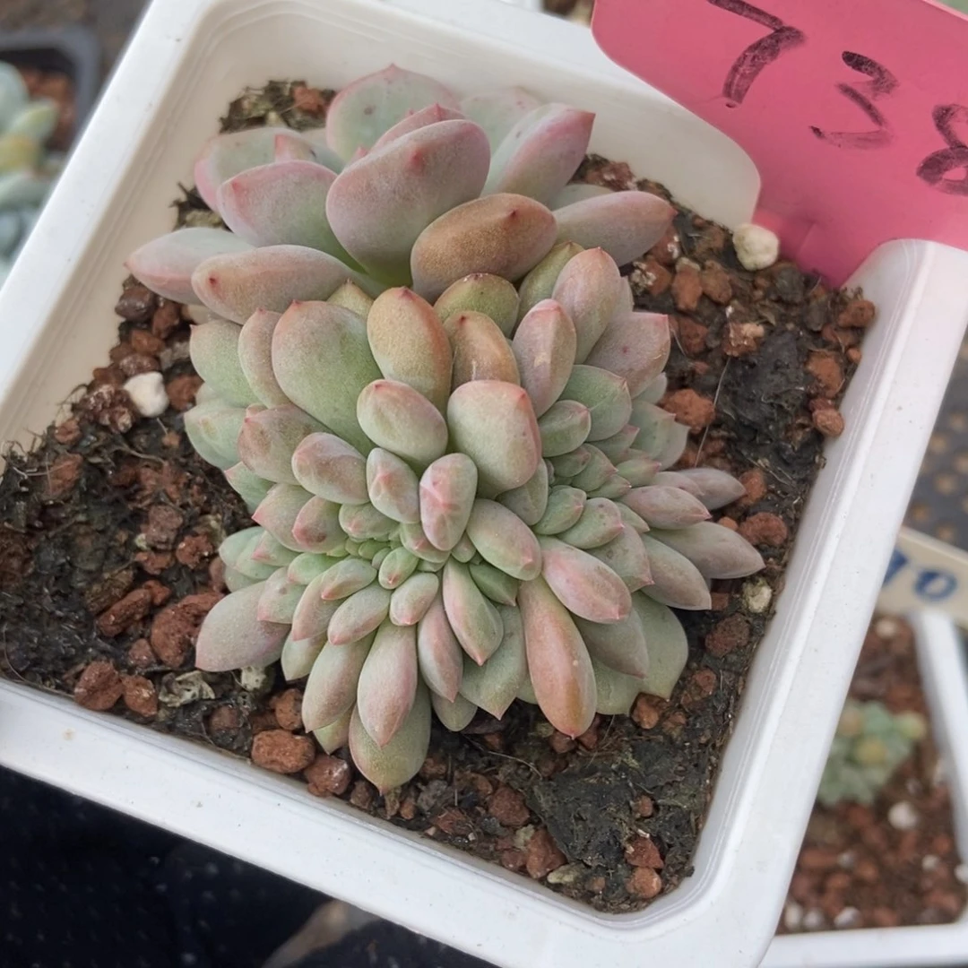 7382爱丽儿缀多肉植物保护