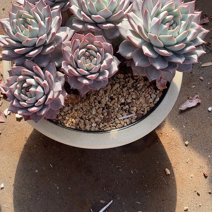 猪****多肉植物，一物一拍