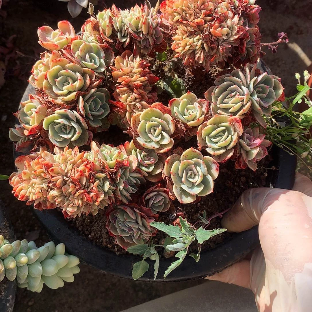 艾斯梅兰达一物一拍