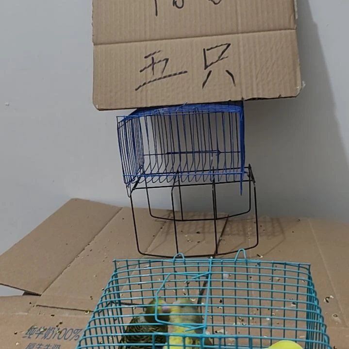 虎皮鹦鹉鹦鹉5只