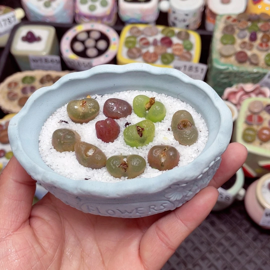 w1862 -零下地区拍保温箱-15支持寄养