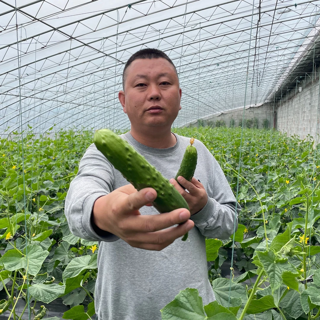 【大波助农】金口头茬黄瓜 现摘现发 新鲜农家自种 顺丰快递