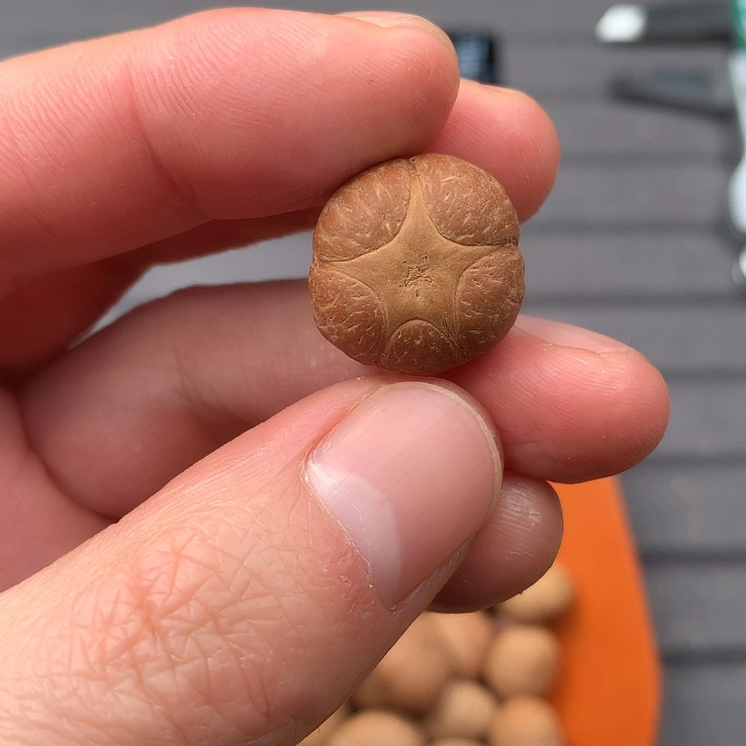 吊坠凤眼菩提19+五星，非质量问题开孔不退