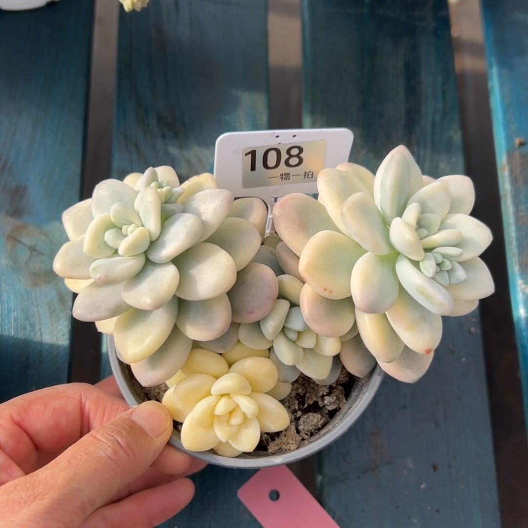 *****108、不吃吃吧不错女女