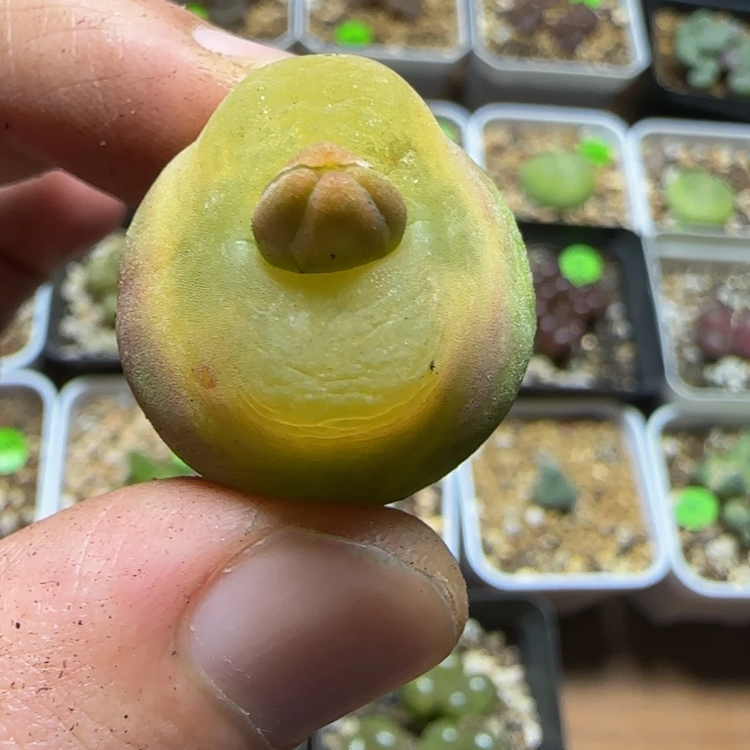 2.3漂亮多肉植物16