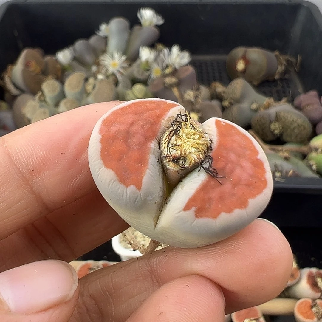 2293冰橙3代选拔株2.9厘米