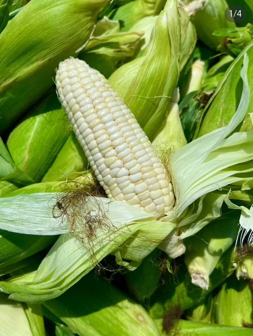 水果玉米现摘现发（带壳发货）