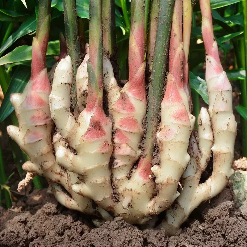 【做泡菜的仔姜专用】 个头偏大9斤装   介意勿拍