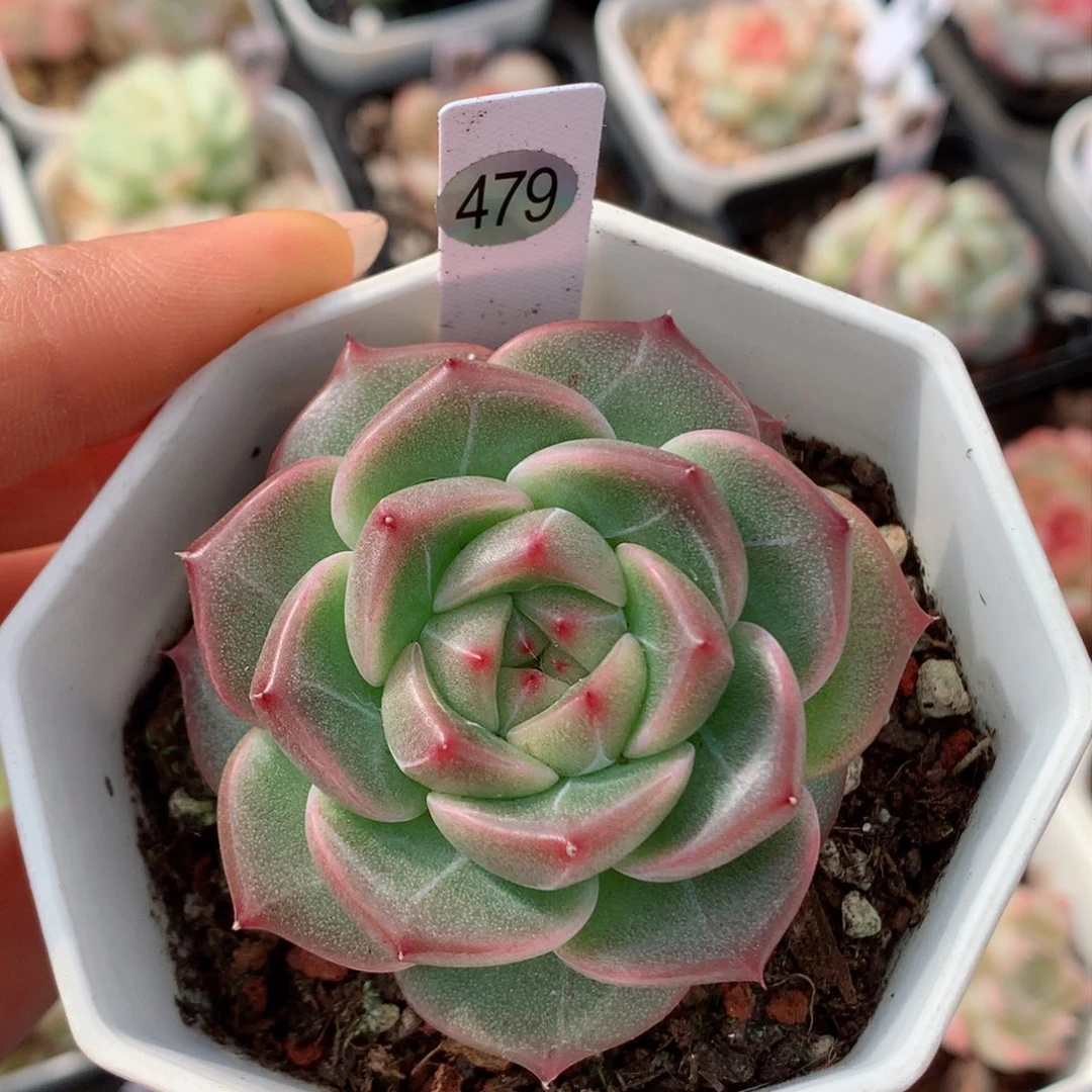 嘿嘿58包邮  群生不包整479