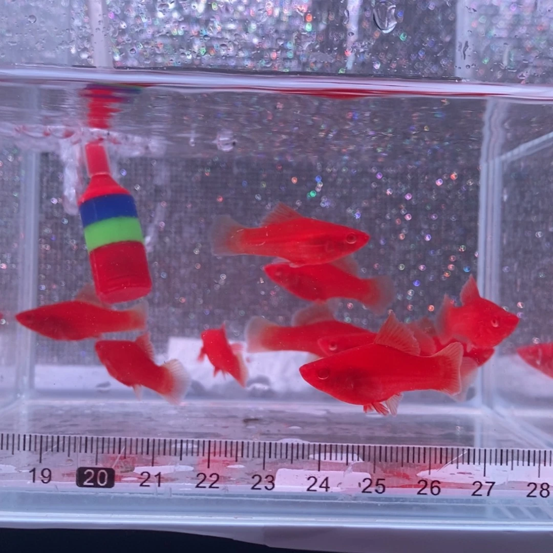 红剑鱼高鳍红剑鱼苗10条