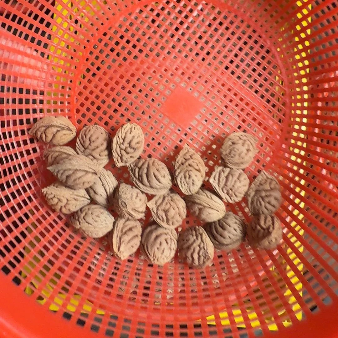 精品碧桃核精挑35颗