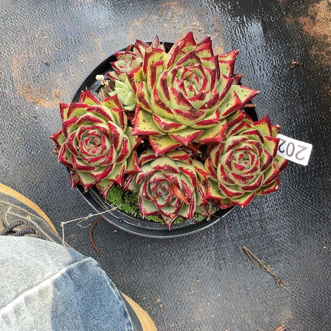 若如东云组拍202。（冷链）