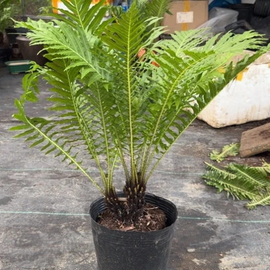 无花朵领*狼双头富贵蕨