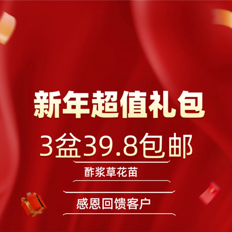 上上花田 酢浆草花苗【新年大礼包】感恩回馈客户