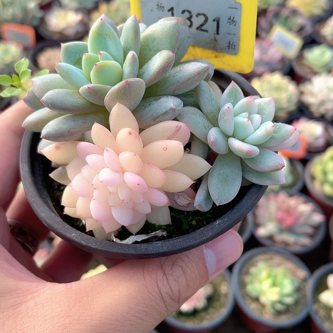 梦露砍头群阴阳锦缀1321号