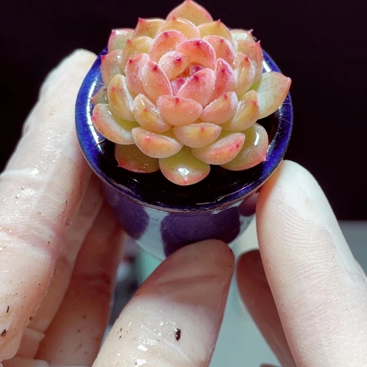 冰冰样品1颗带盆发货