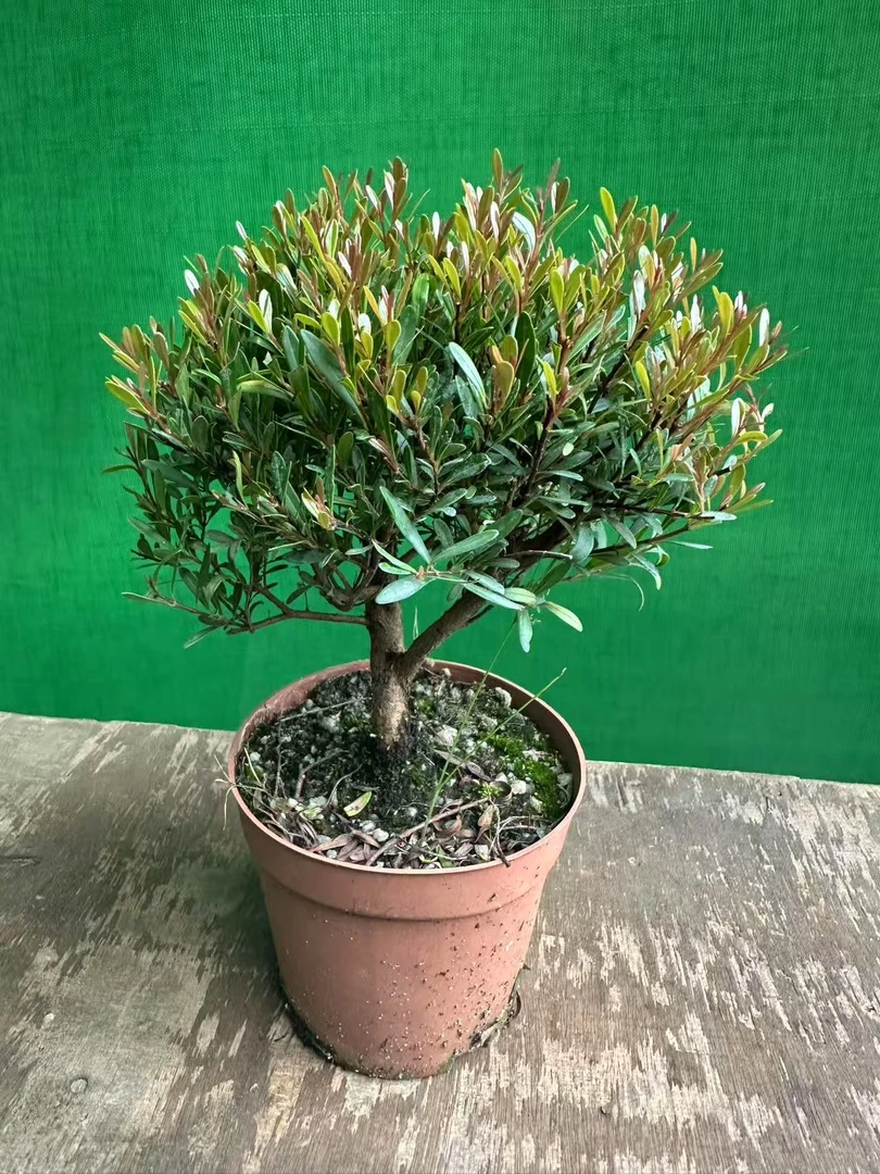 蘑菇头小叶红牙赤楠