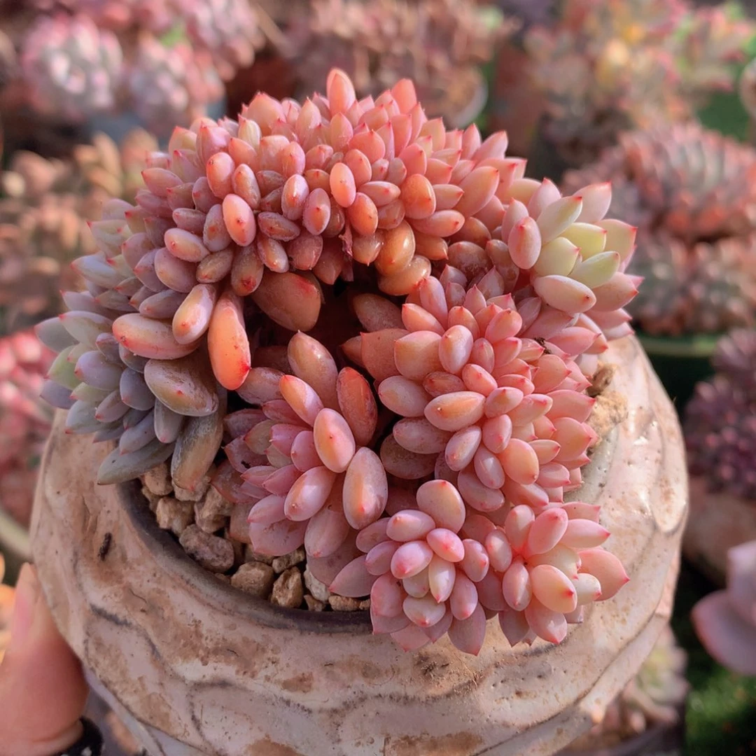 星星橙10 公分一物一拍